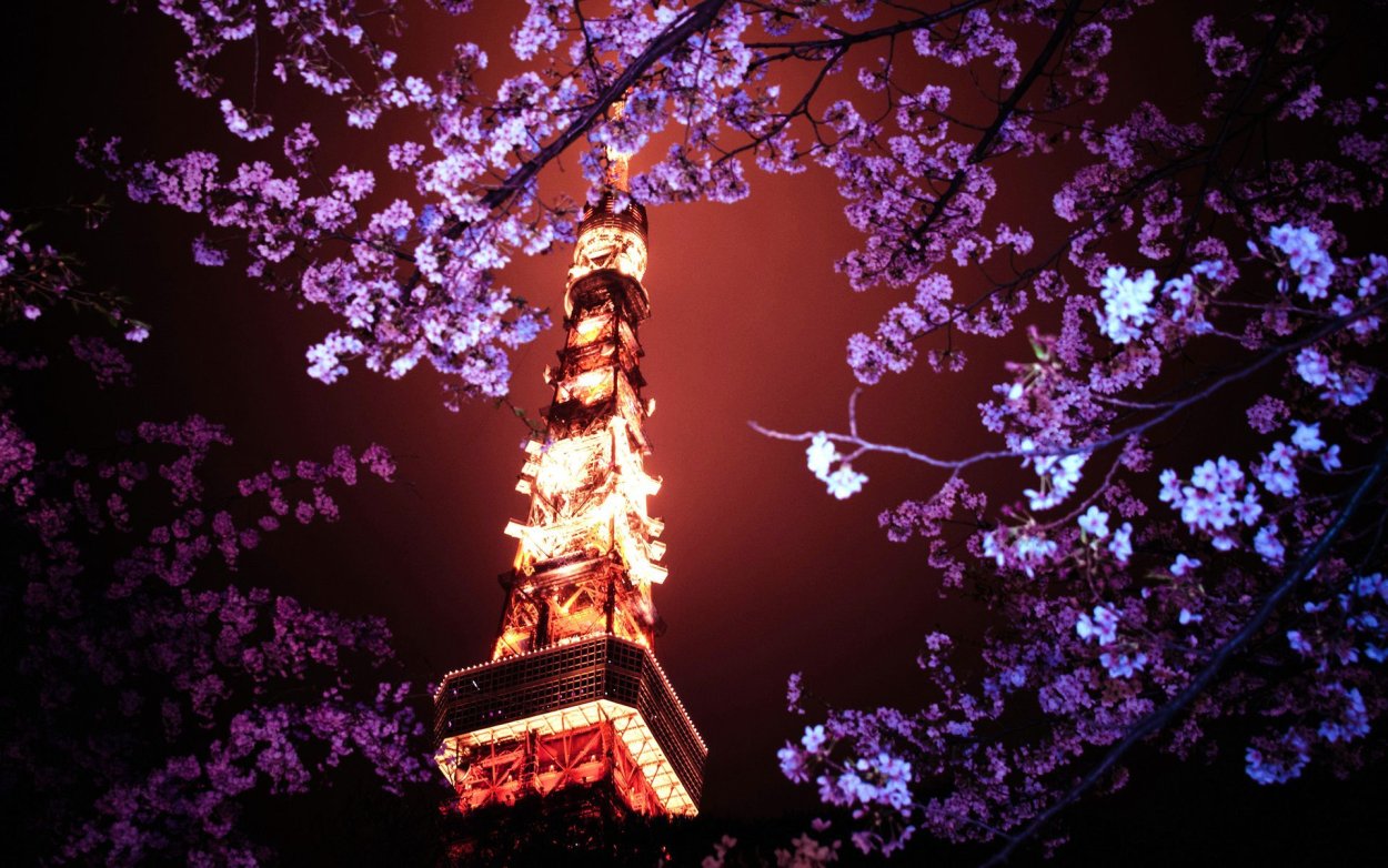 Черри блоссом в Токио