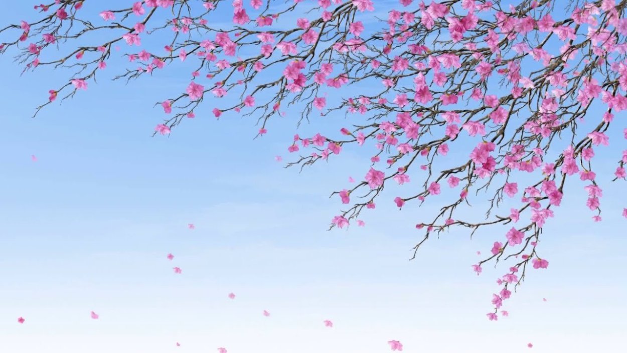 Розовое дерево в Корее