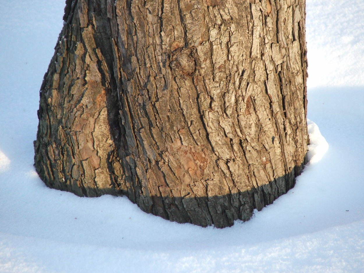 Ствол дерева зимой
