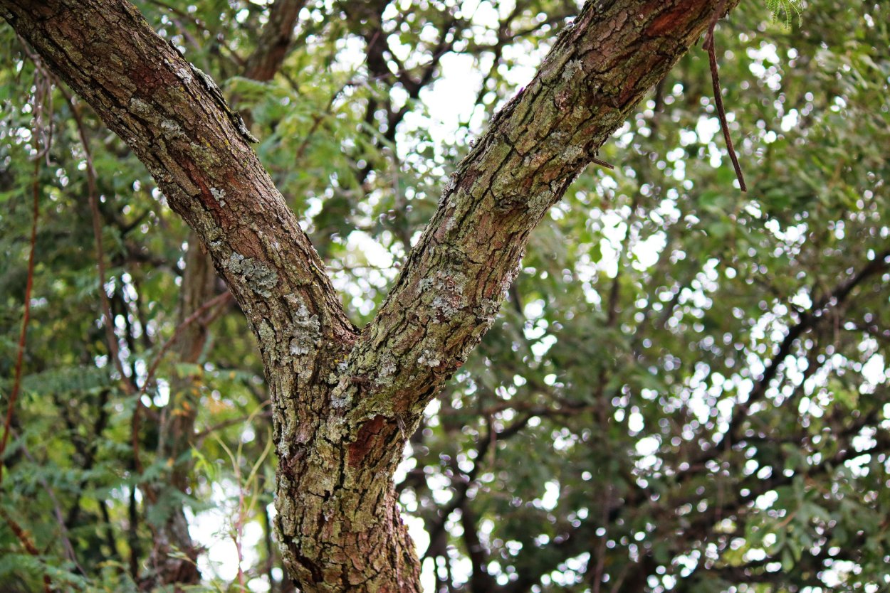 Раздвоенный ствол дерева