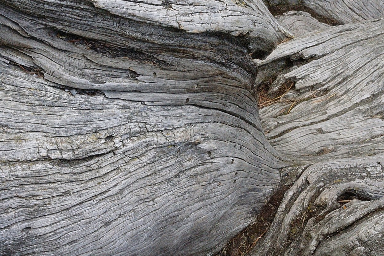 Кора старого дерева