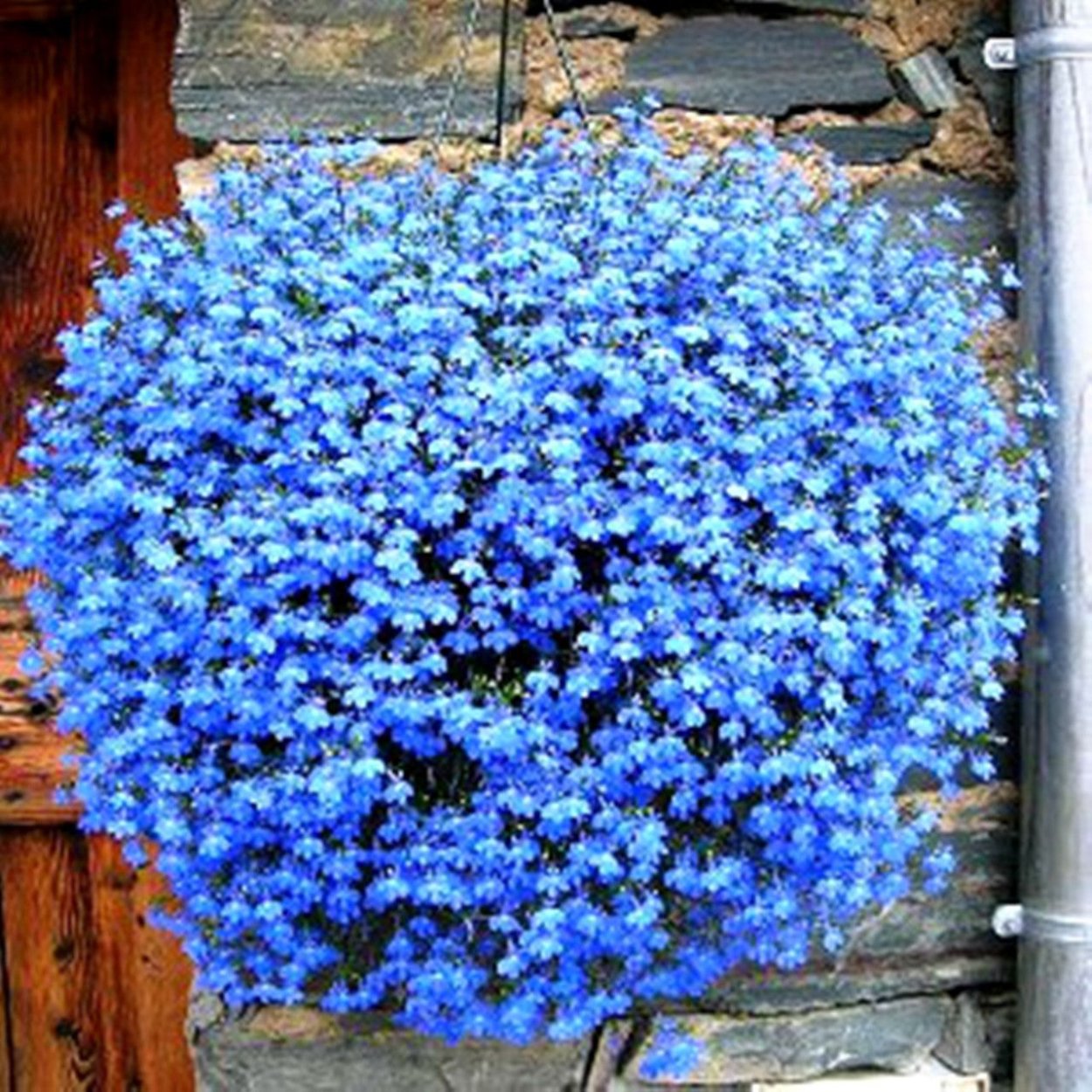 Лобелия ампельная Каскад