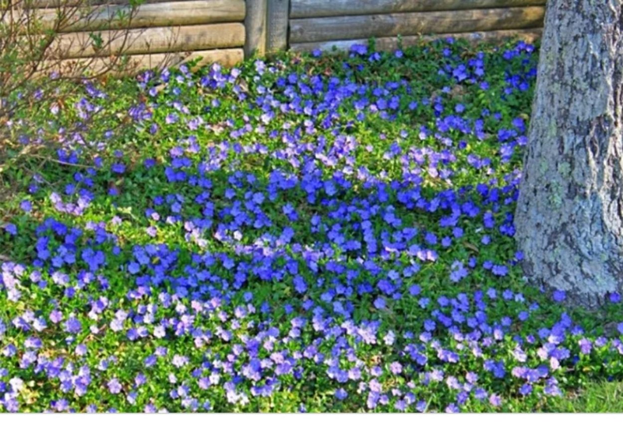 Мускари Арменикум Muscari armeniacum