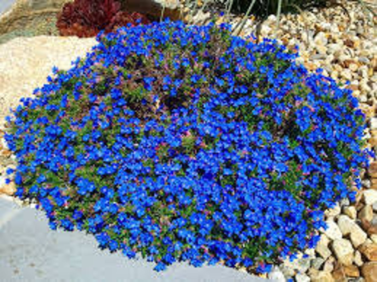 Обриета Royal Violet