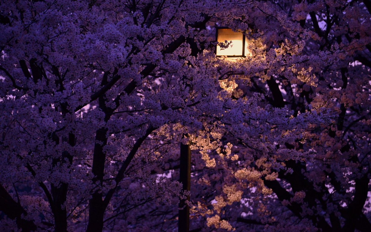 Розовые эстететика Сакура