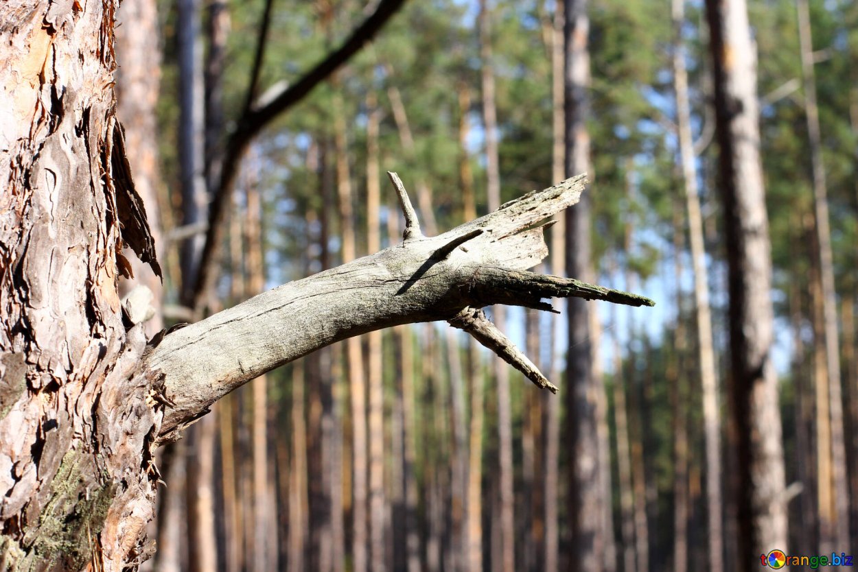 Обломанное дерево