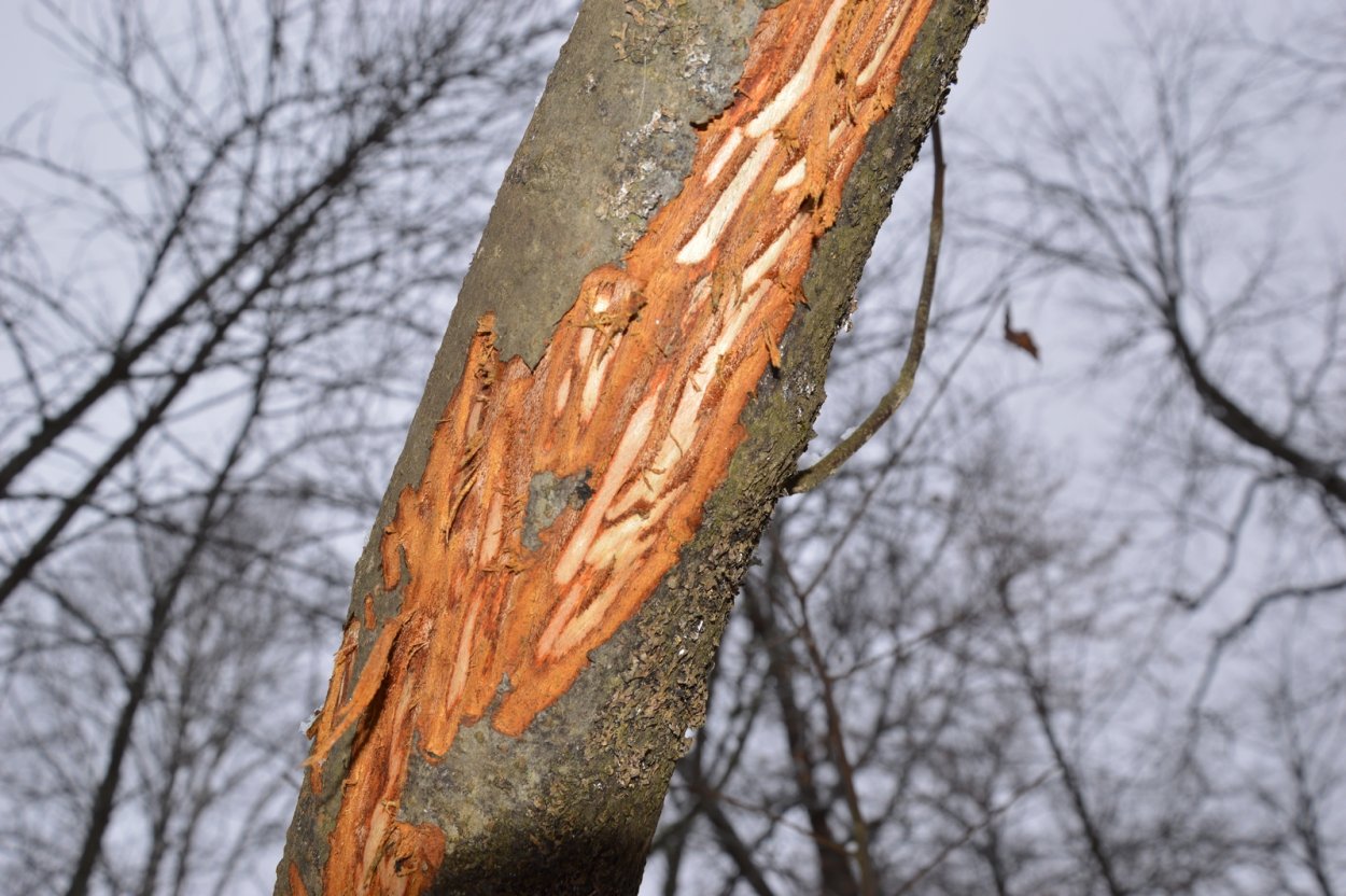 Ствол ольхи с корой