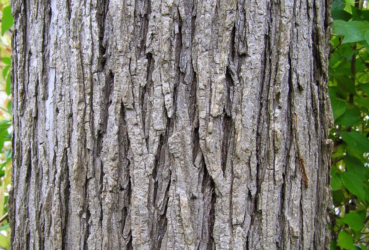 Вяз мелколистный кора