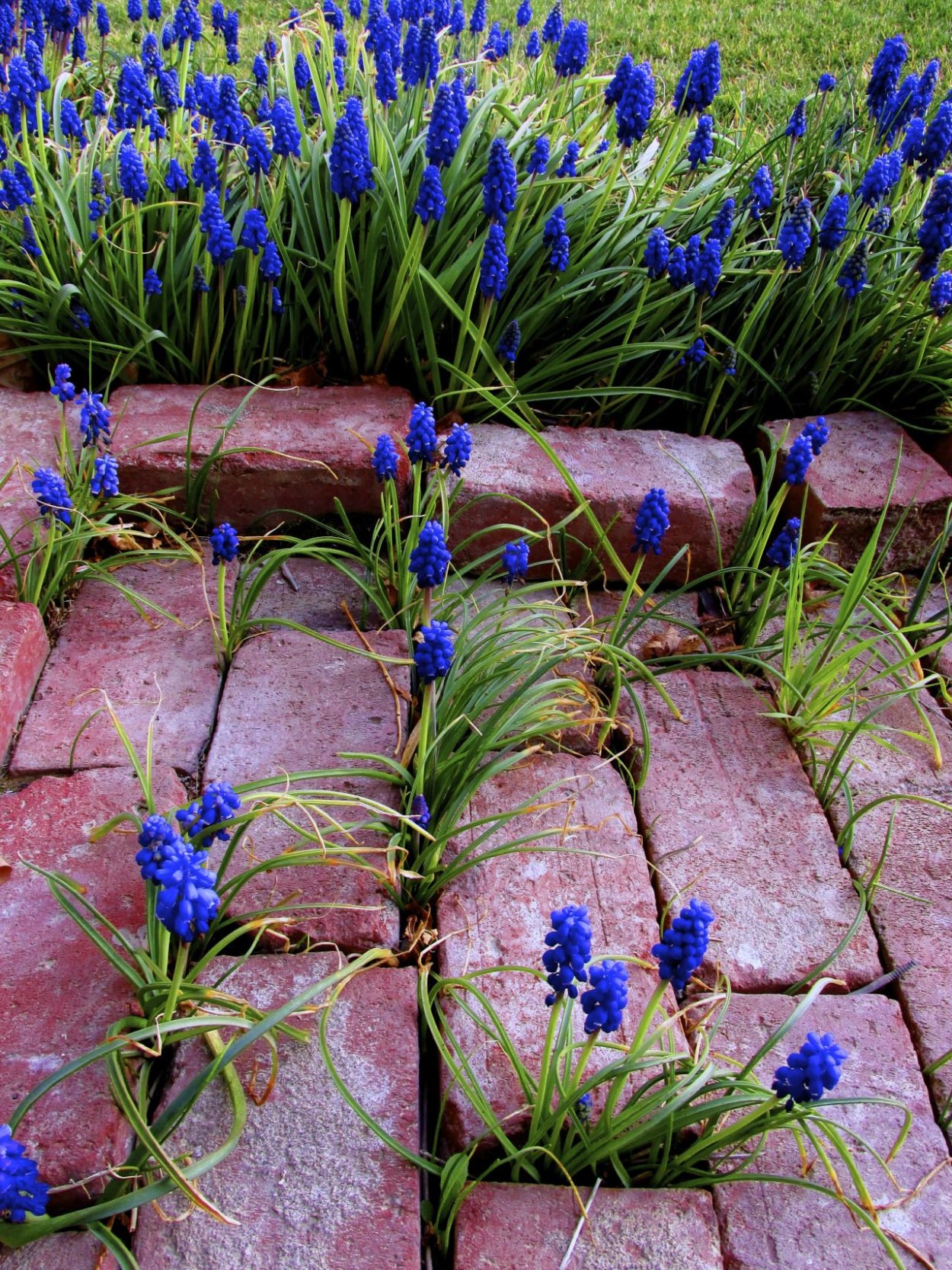 Голубые цветы срезка