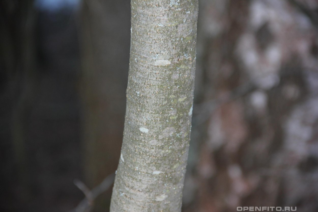 Ольха черная кора