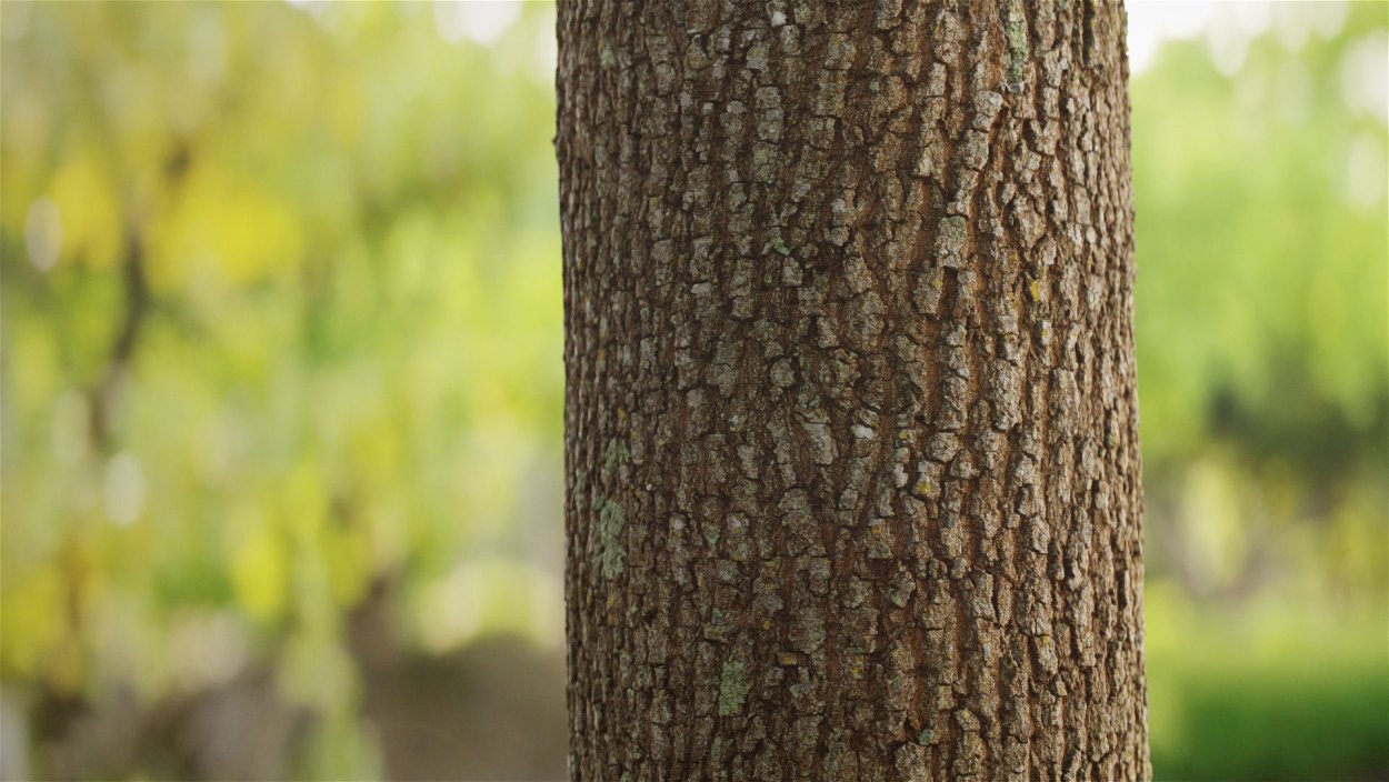 Ствол дерева