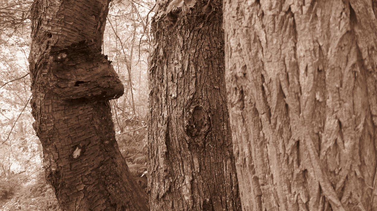 Фактурный ствол дерева в поле