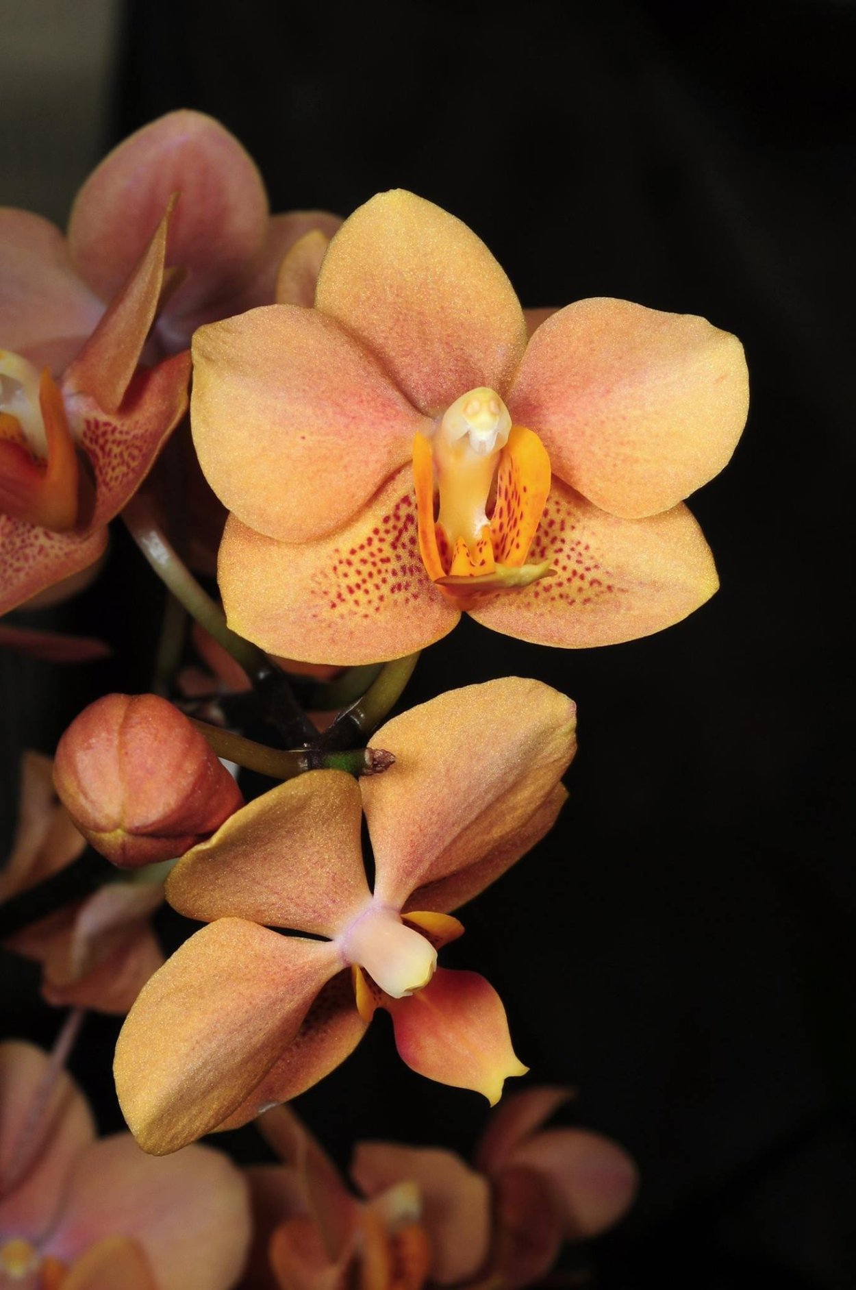 Орхидея Асконопсис Ирен Добкин