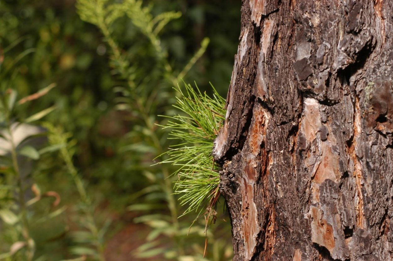 Сосна Сибирская Кедровая Pinus sibirica кора
