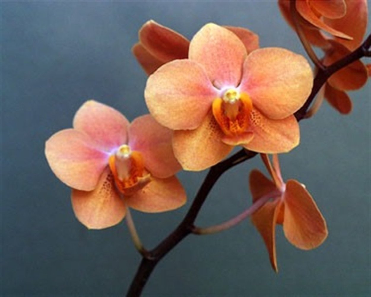 Фаленопсис Ирен Добкин