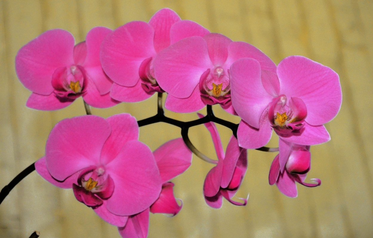 У орхидеи Ирен Добкин листья стали бурыми