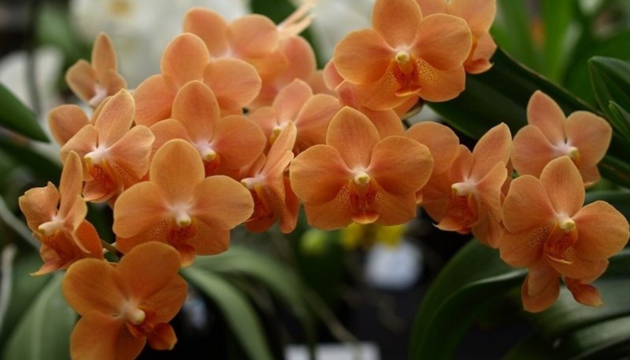 Irene Dobkin Орхидея