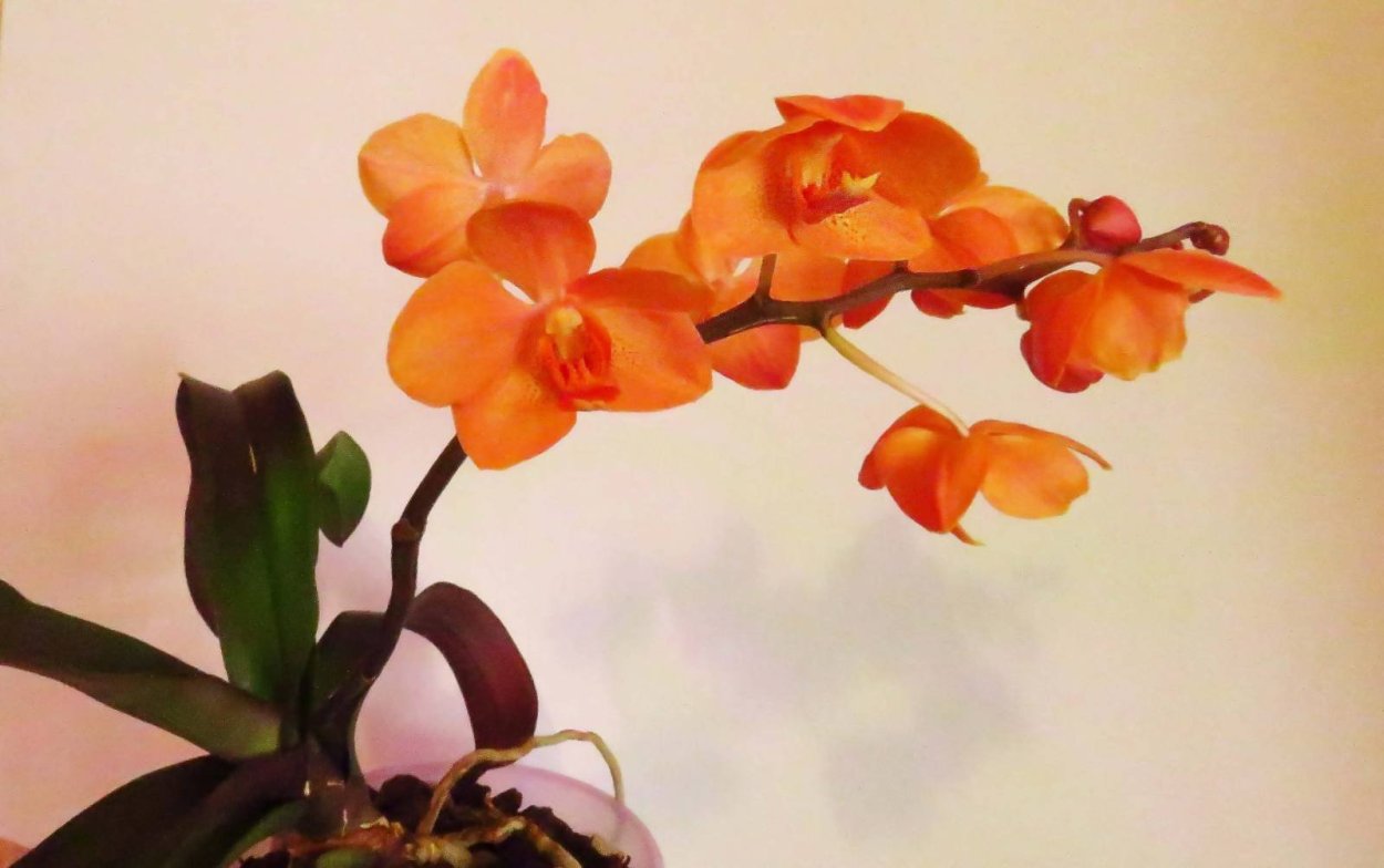 Irene Dobkin Орхидея