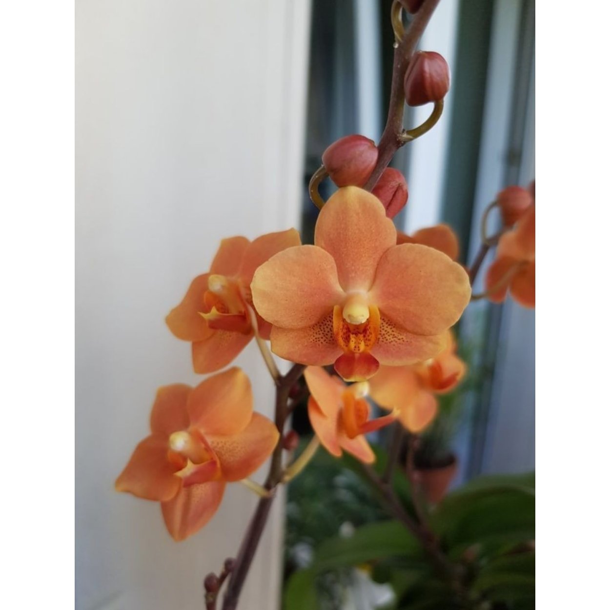 Фаленопсис Irene Dobkin