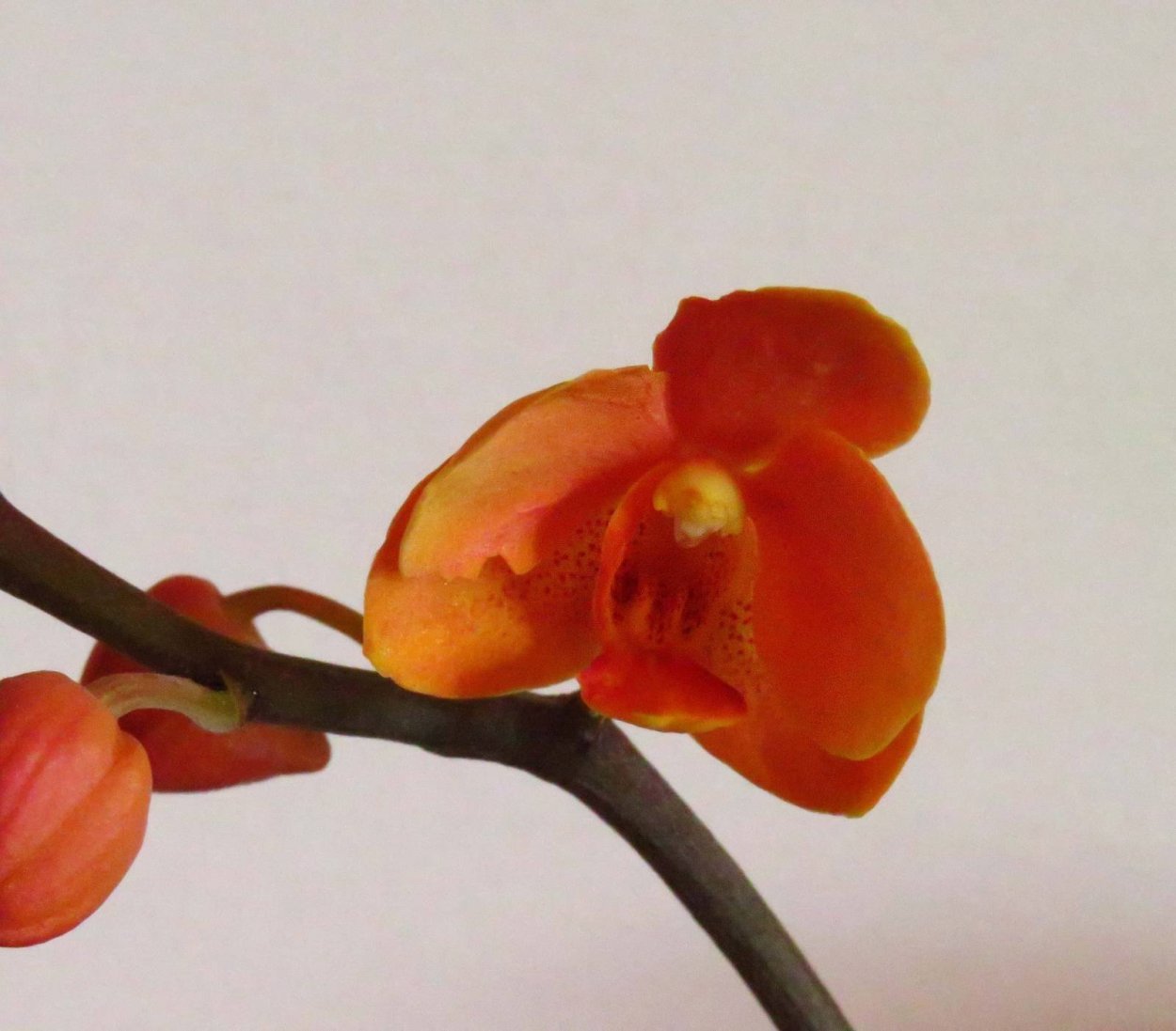 Орхидея Добкин