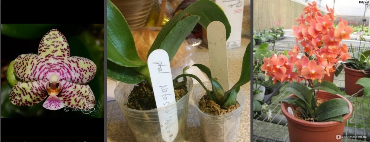 Орхидея Клементина