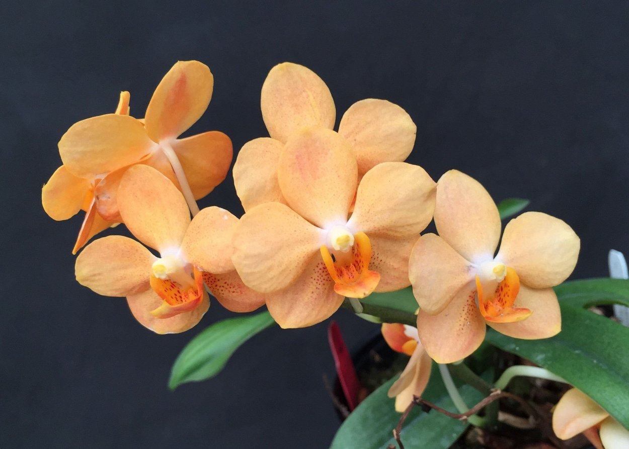 Фаленопсис Ирен Добкин