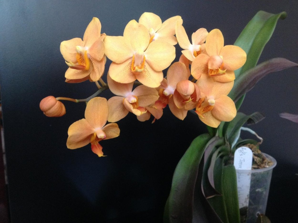 Орхидея Сурф Сонг