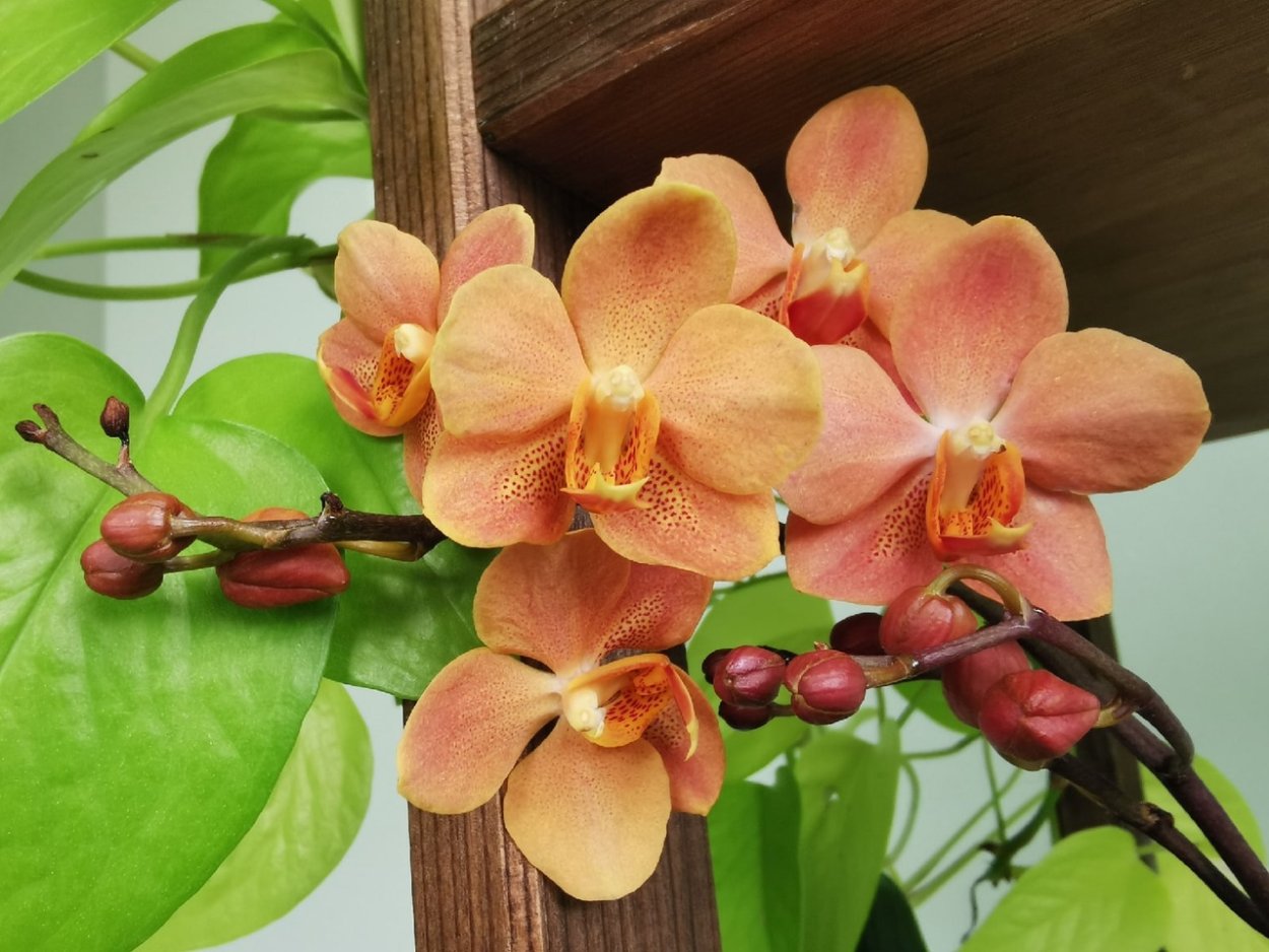 Орхидея с100056