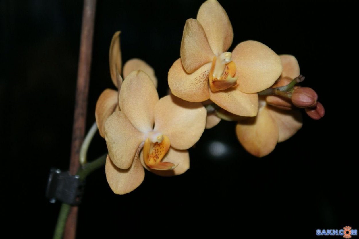 Фаленопсис Ирен Добкин