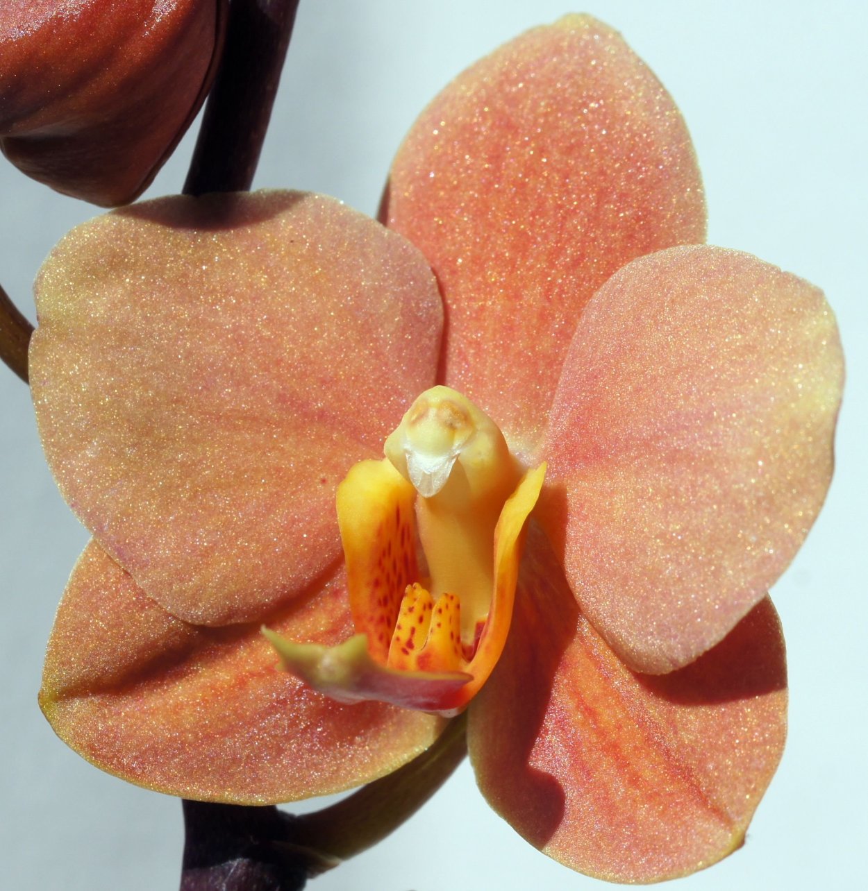 Ирен Добкин Орхидея