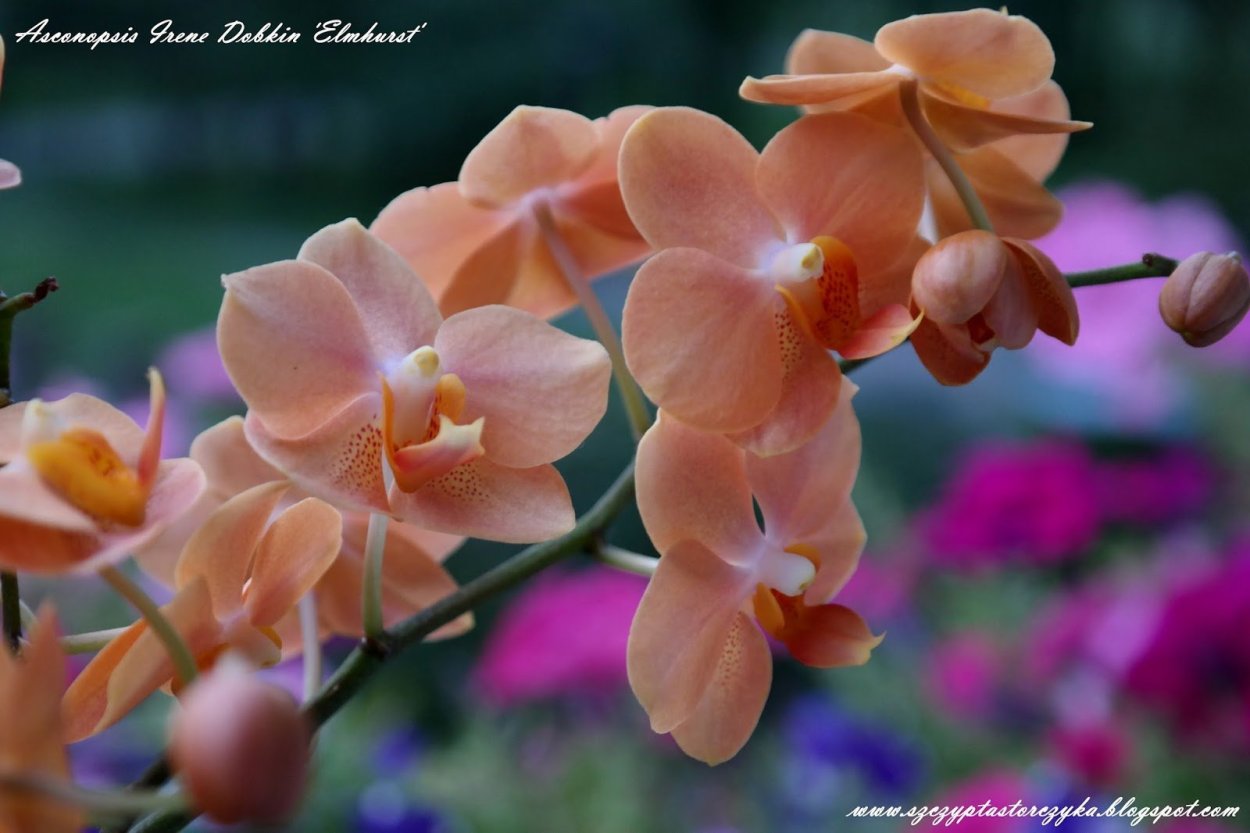 Орхидея Асконопсис Ирен Добкин