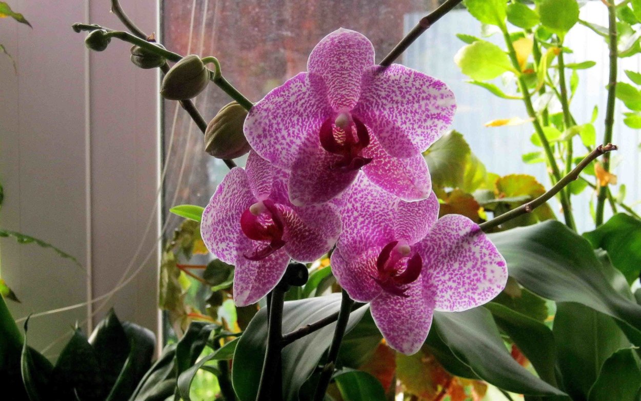 Фаленопсис саммер Бриз