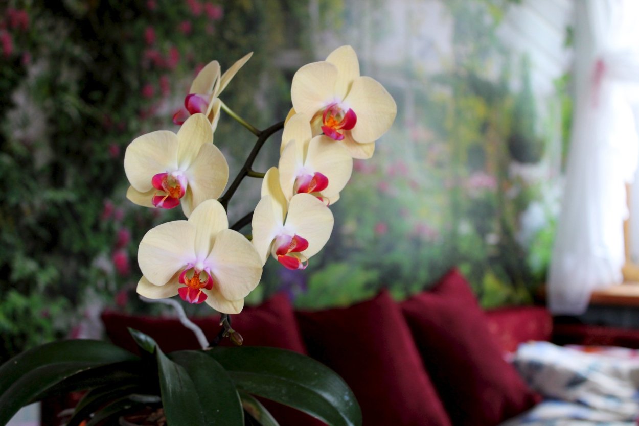 Асконопсис Ирен