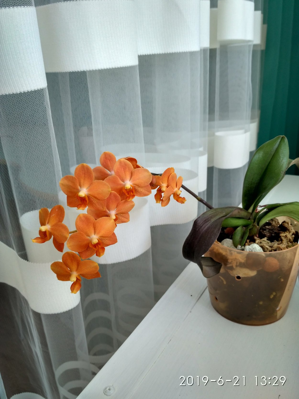 Фаленопсис азиан Сан