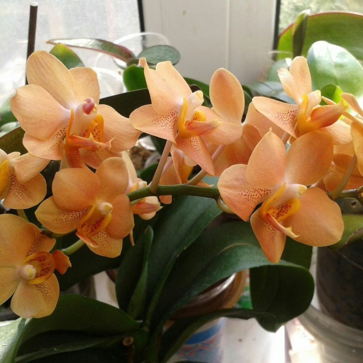 Ирен Добкин разновидности