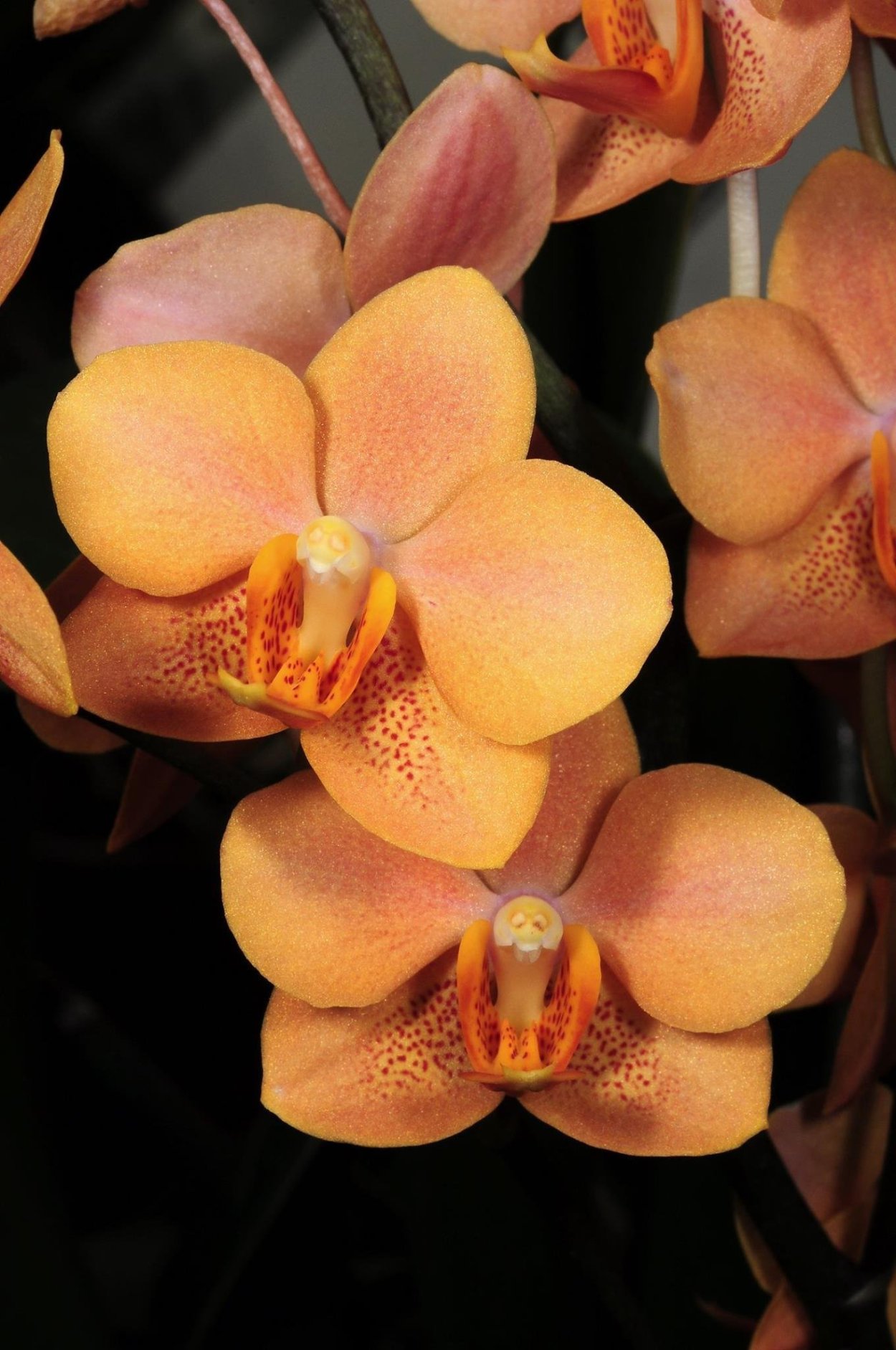 Irene Dobkin Орхидея