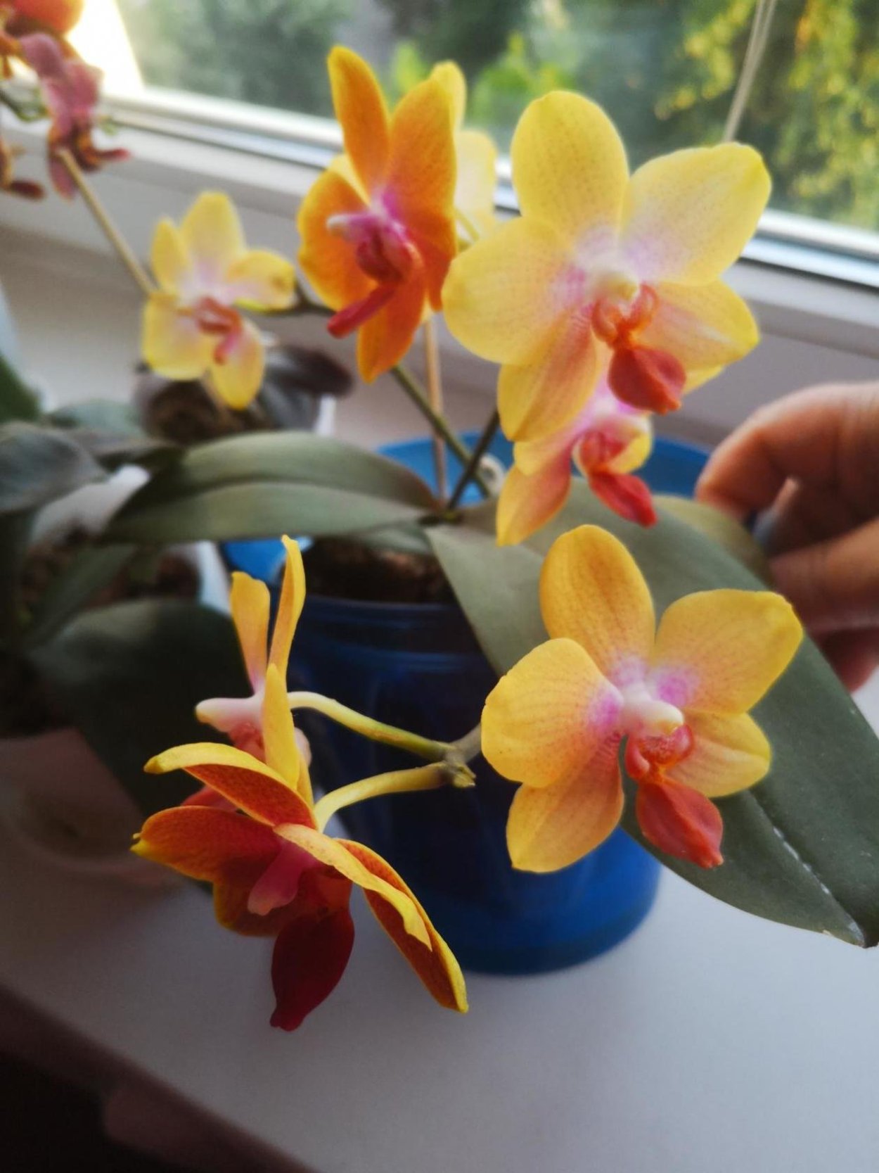 Орхидея Асконопсис Ирен Добкин