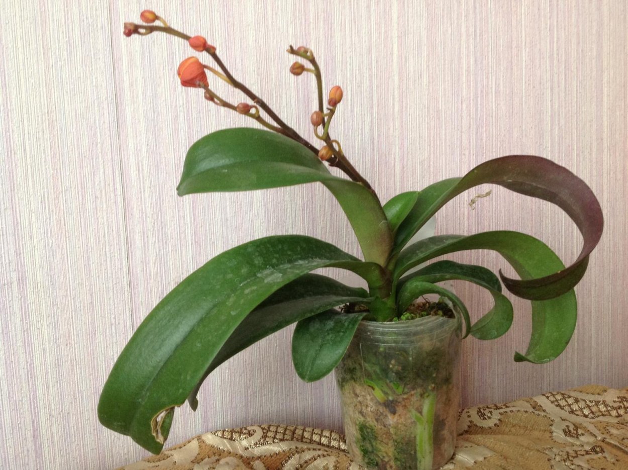 Фаленопсис Королевский пурпурный