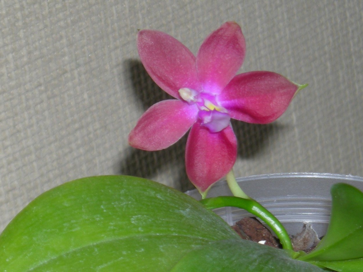 Фаленопсис саммер Бриз