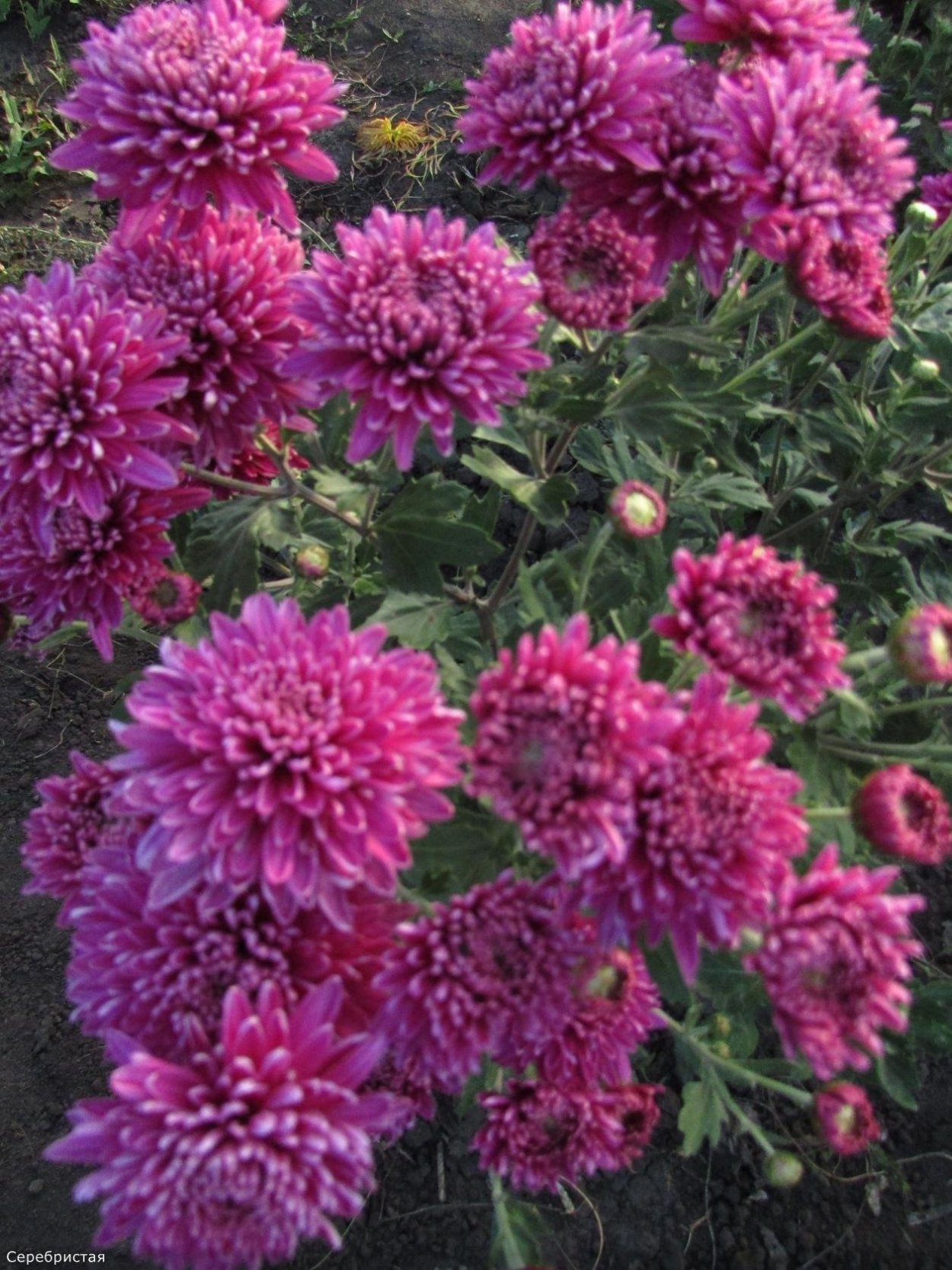 Хризантема Пуговка