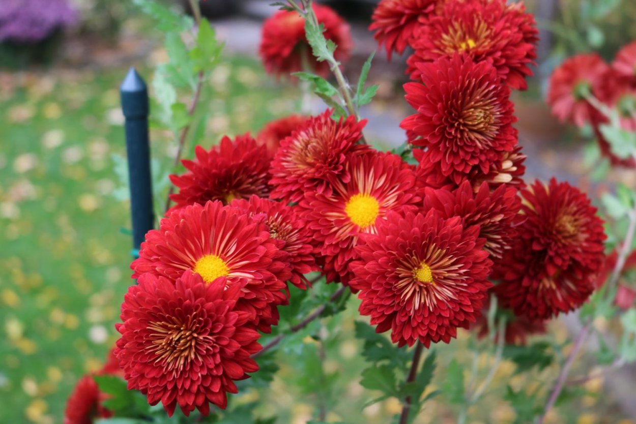 Хризантема корейская серебряная Ладья