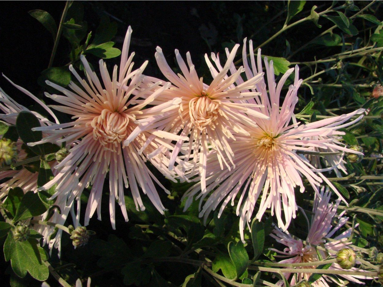 Хризантема мультифлора зефир