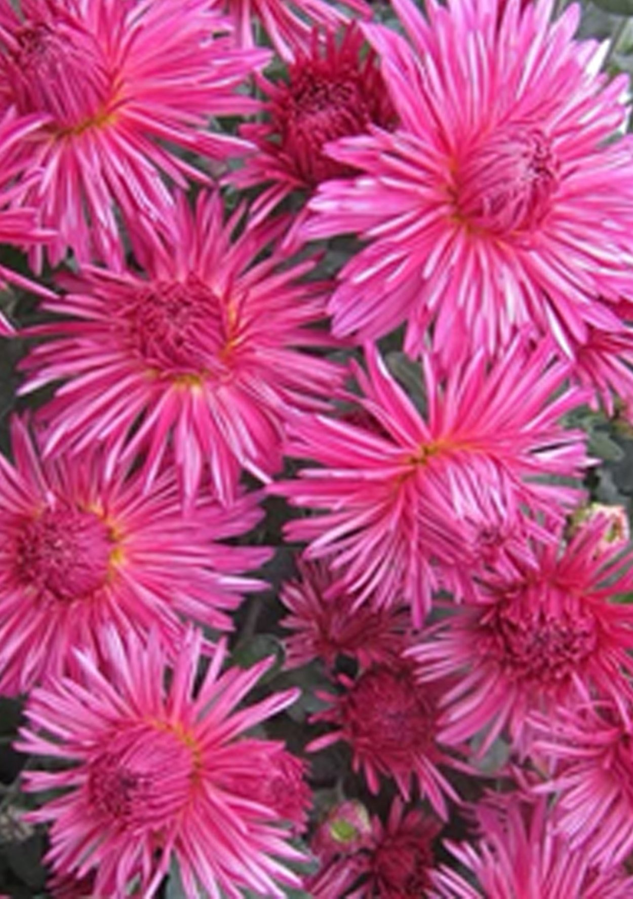 Хризантема корейская фантазия