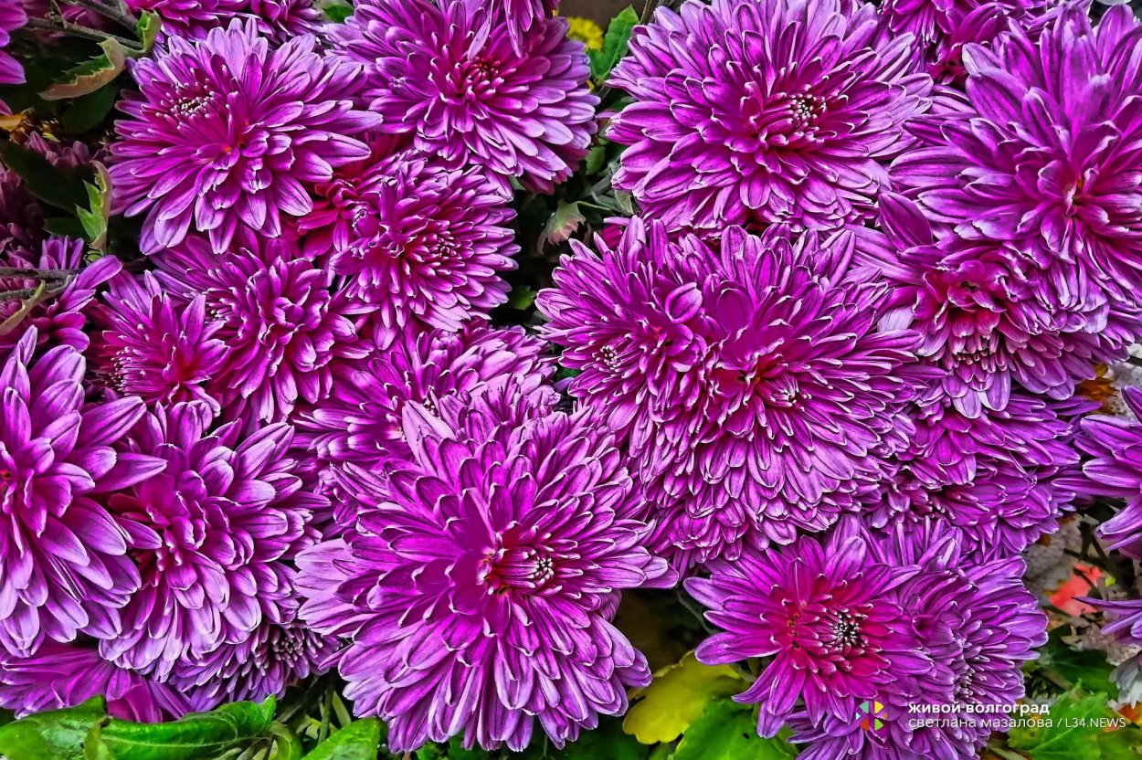 Хризантема серебристая Ладья