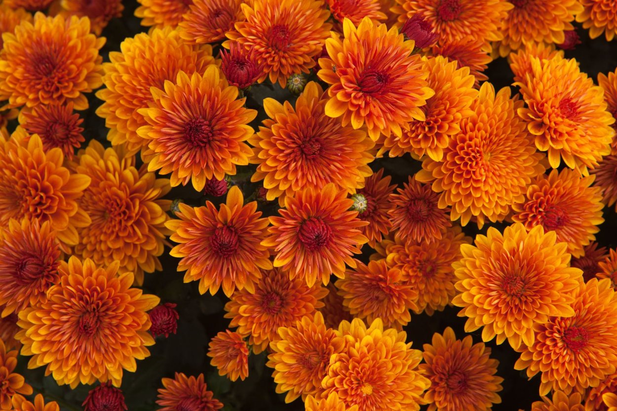 Корейская Хризантема злато скифов