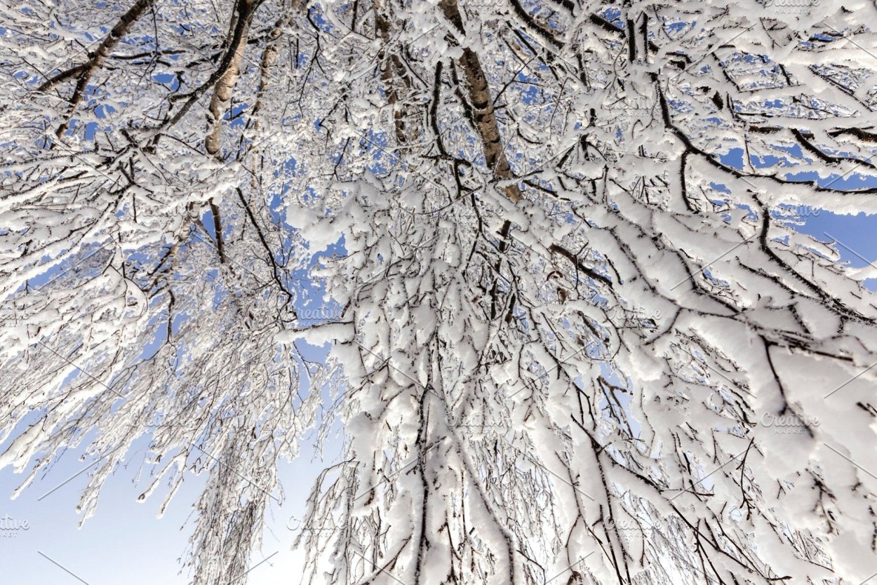 Береза в снегу маркерами