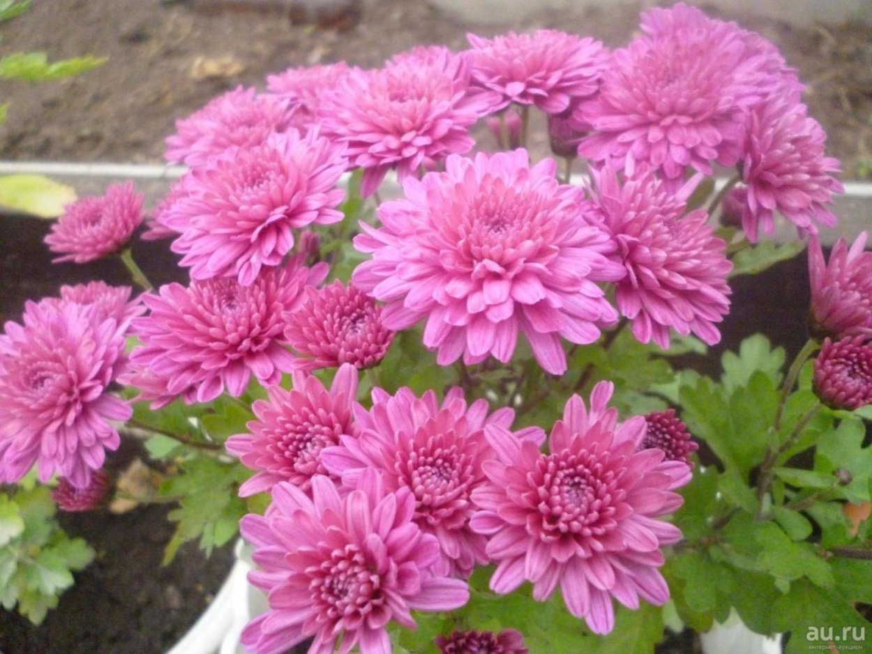 Хризантема Фуджи Роуз