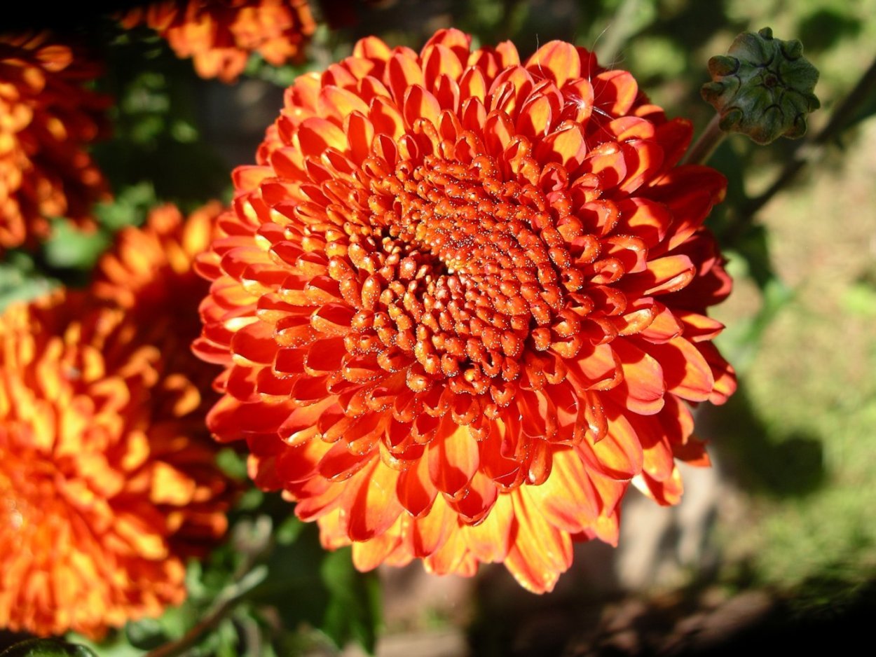 Хризантема серебряная Ладья