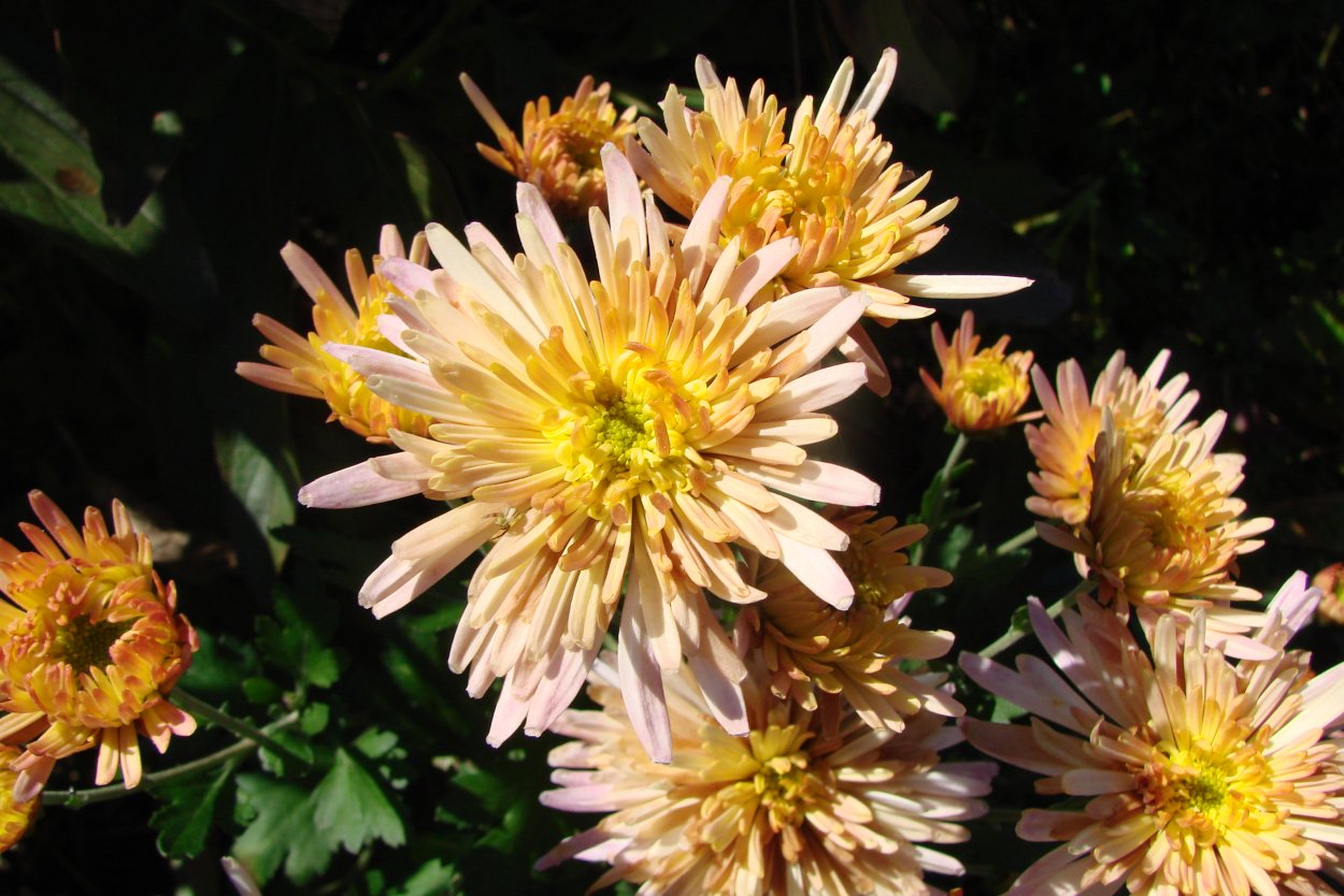 Хризантема корейская серебряная Ладья