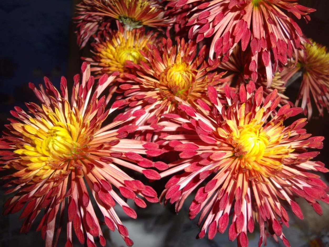 Хризантема корейская «hebe»